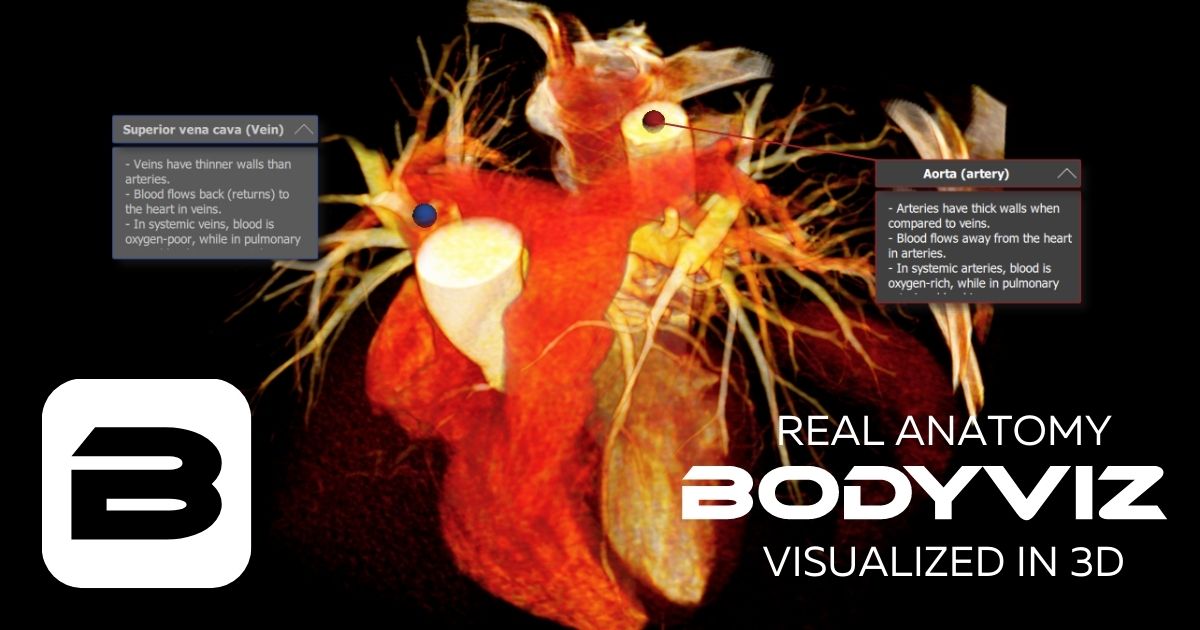 3D Heart with Aorta and Vena Cava using BodyViz Virtual Dissection 