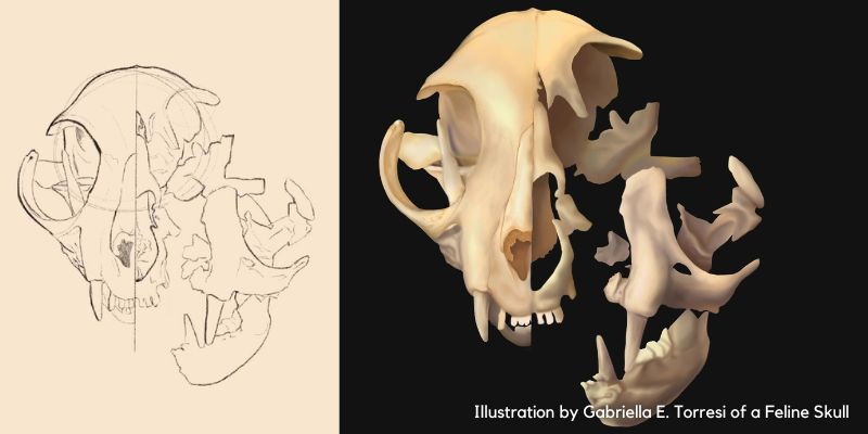 Illustration of a feline Skull by Gabriella E. Torressi