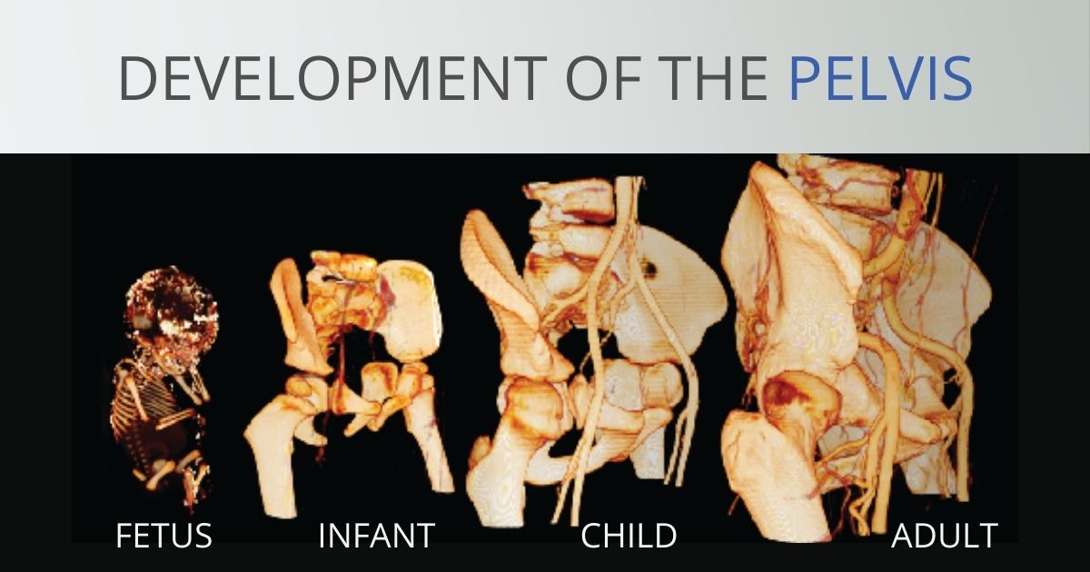 Developmental anatomy of the pelvis
