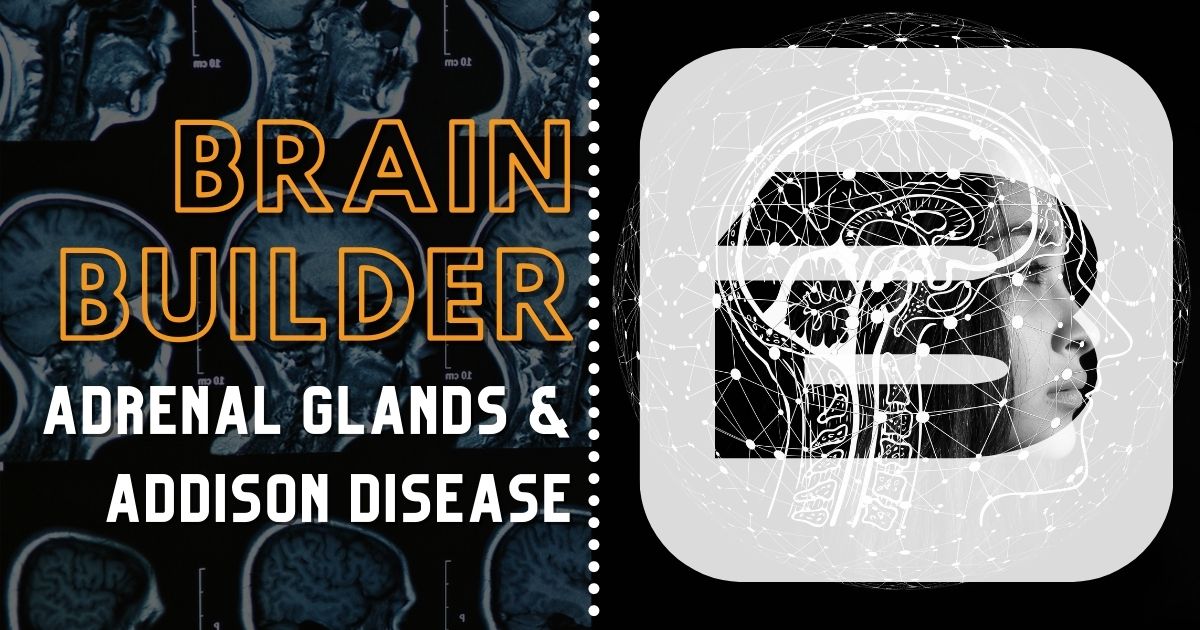 Adrenal Glands and Addison Disease Brain Builder