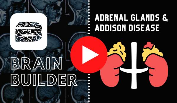 The Adrenal Glands and Addison Disease | Endocrine System Anatomy