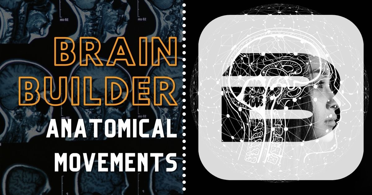 Anatomical Movements Brain Builder Header