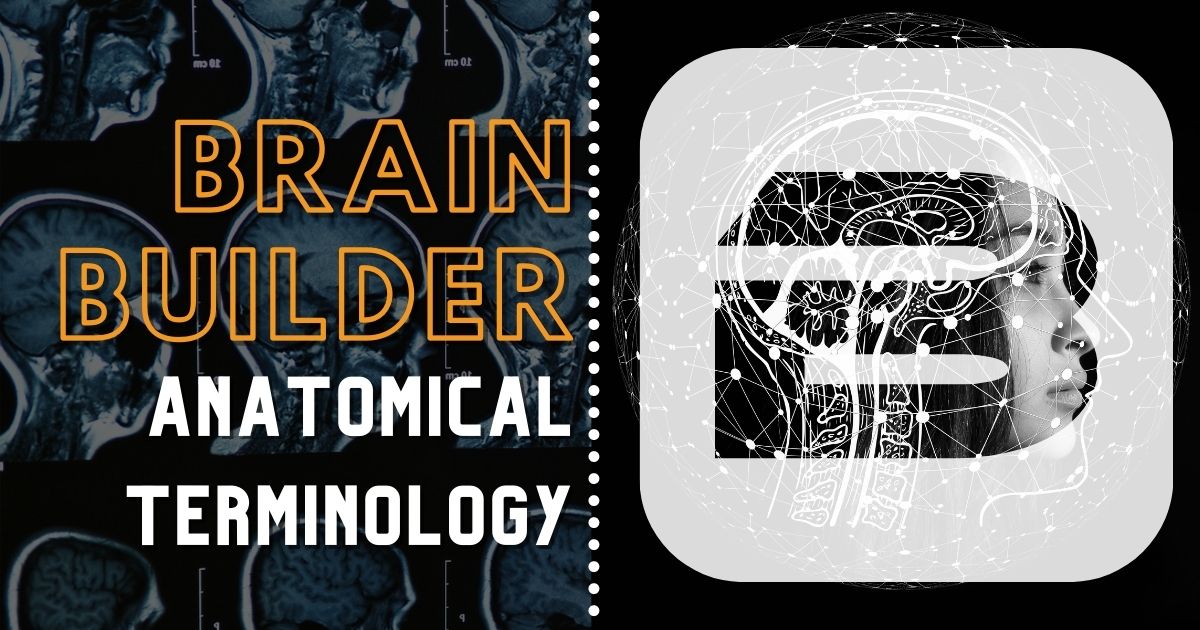 Anatomical Terminology Brain Builder