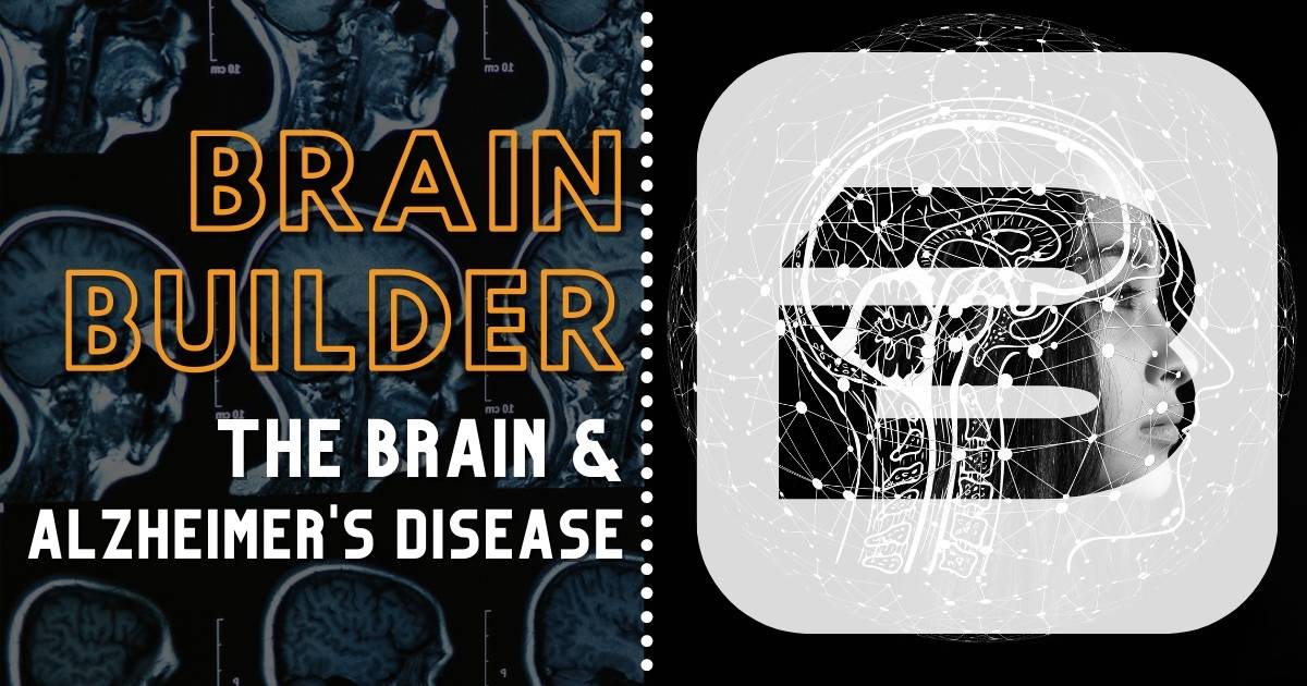 The Brain and Alzheimer's Disease Explanation and Anato