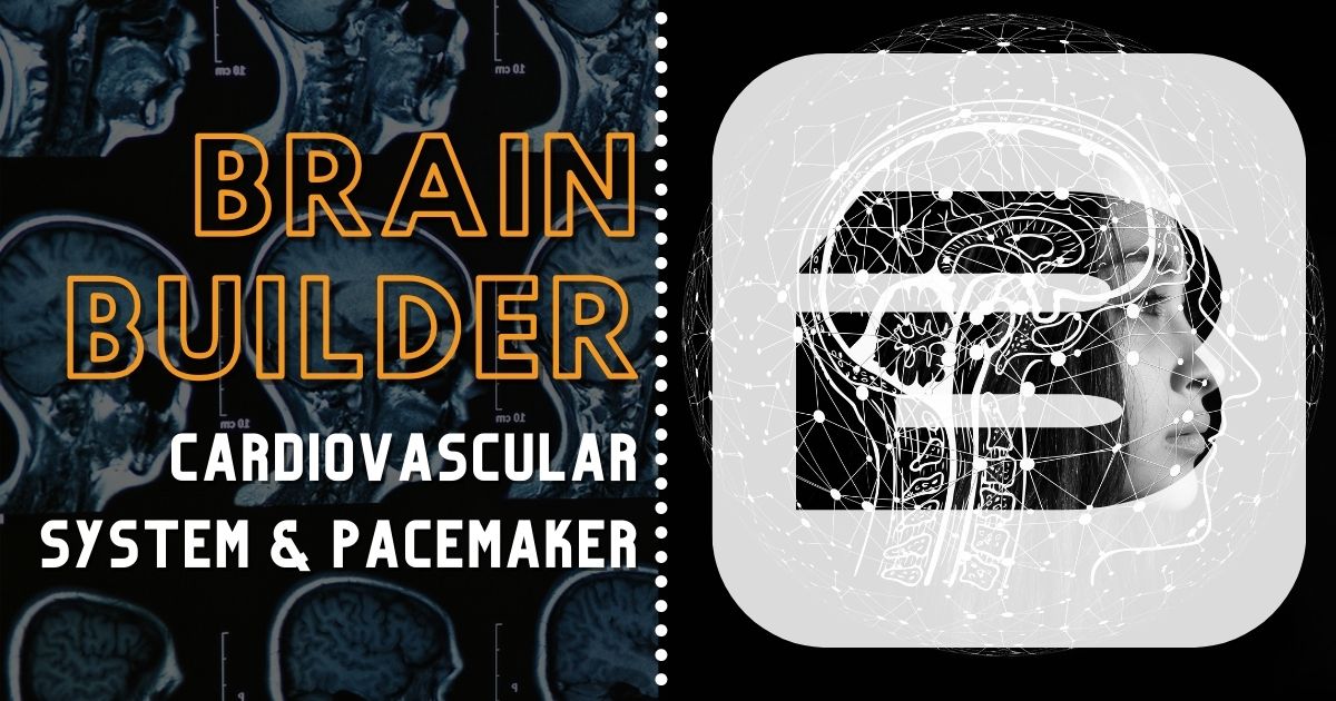 Cardiovascular System and Pacemaker with 3D Anatomy Sof