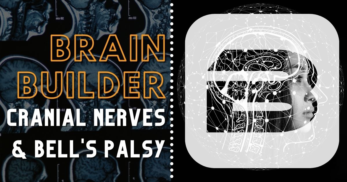 Cranial Nerves and Bell's Palsy Brain Builder