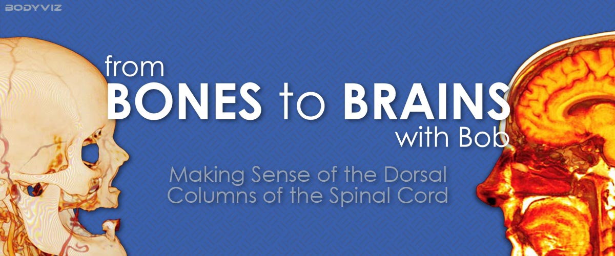 Dorsal Columns Visualized in 3D Anatomy Software