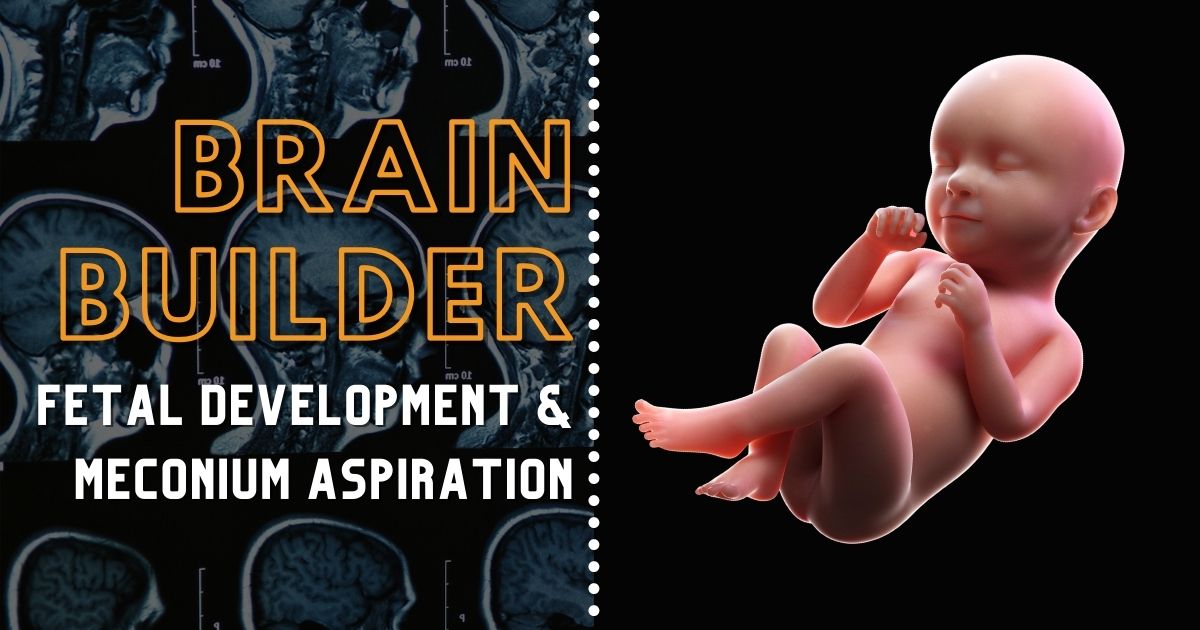 Fetal Development and 3D Anatomy