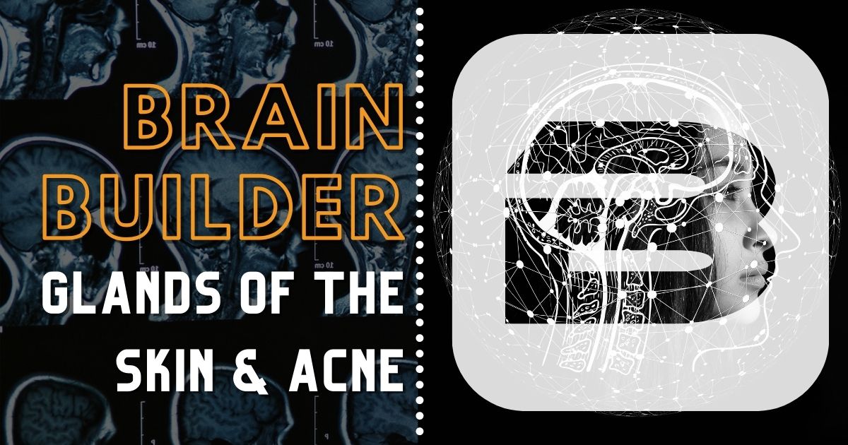 Glands of the Skin and Acne Brain Builder - 3D Anatomy 
