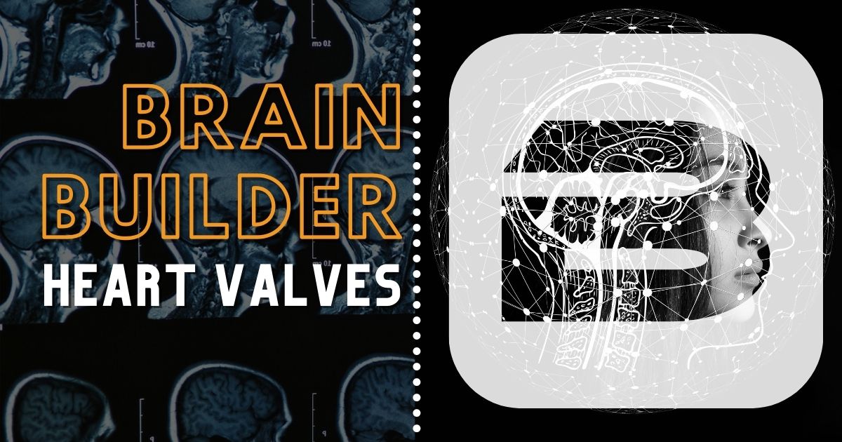 Brain Builder with 3D anatomy on Heart Valves
