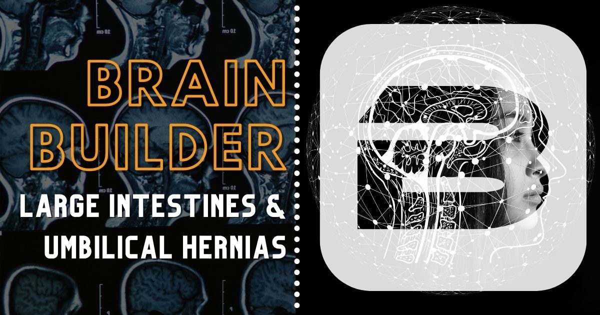Large Intestine and Umbilical Hernias Brain Builder