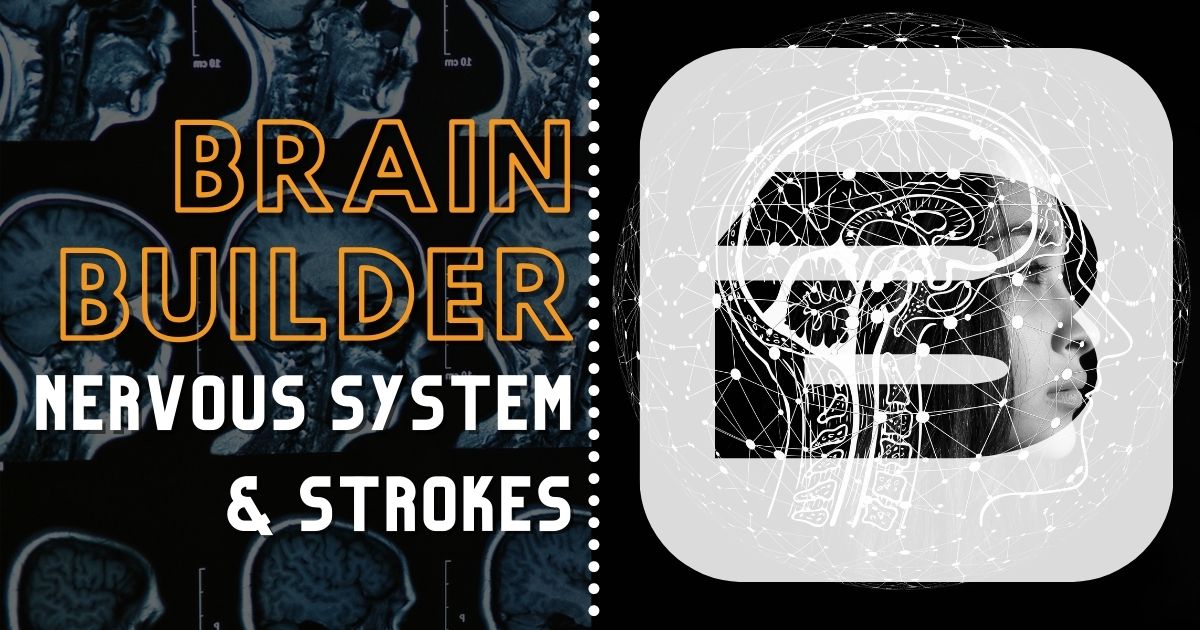 Nervous System and Strokes Brain Builder