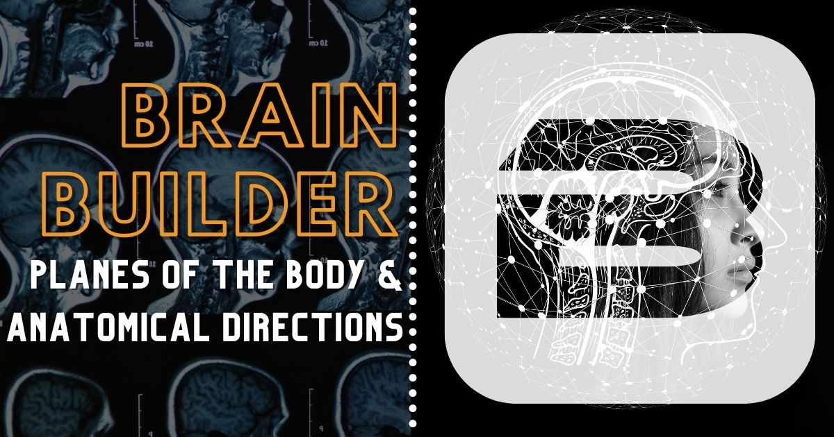 Planes of the Body and Anatomical Directions Brain Buil