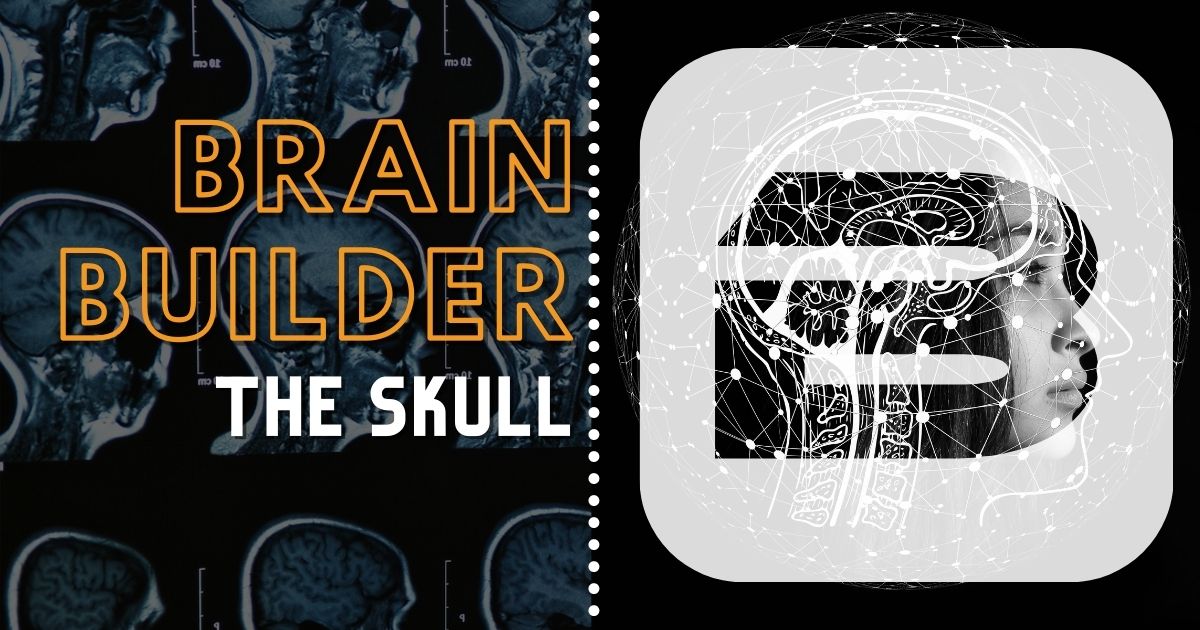 Structures of the Skull 3D anatomy