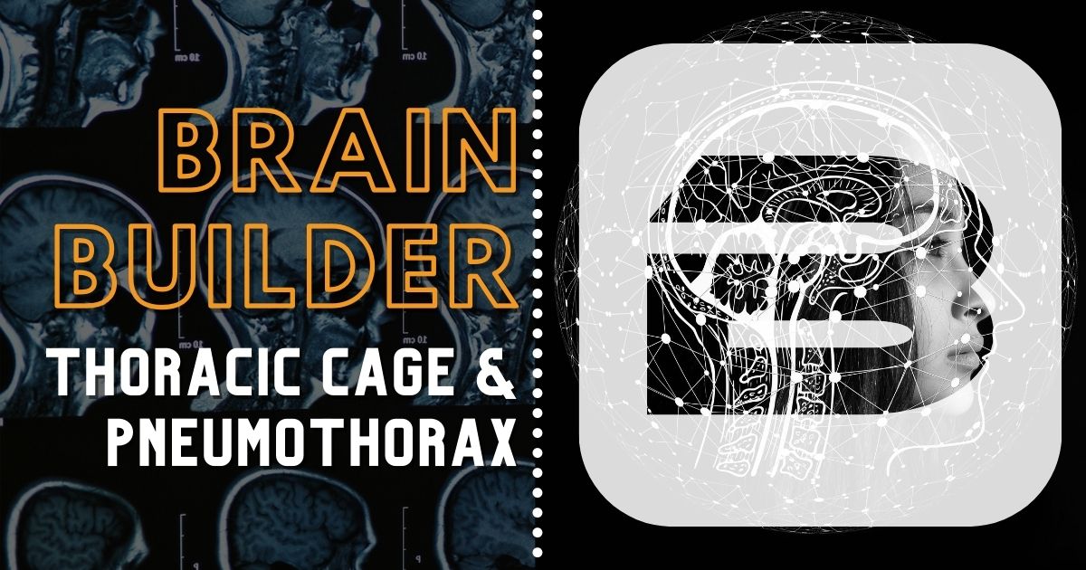Brain Builder with 3D anatomy of the thoracic cage and 