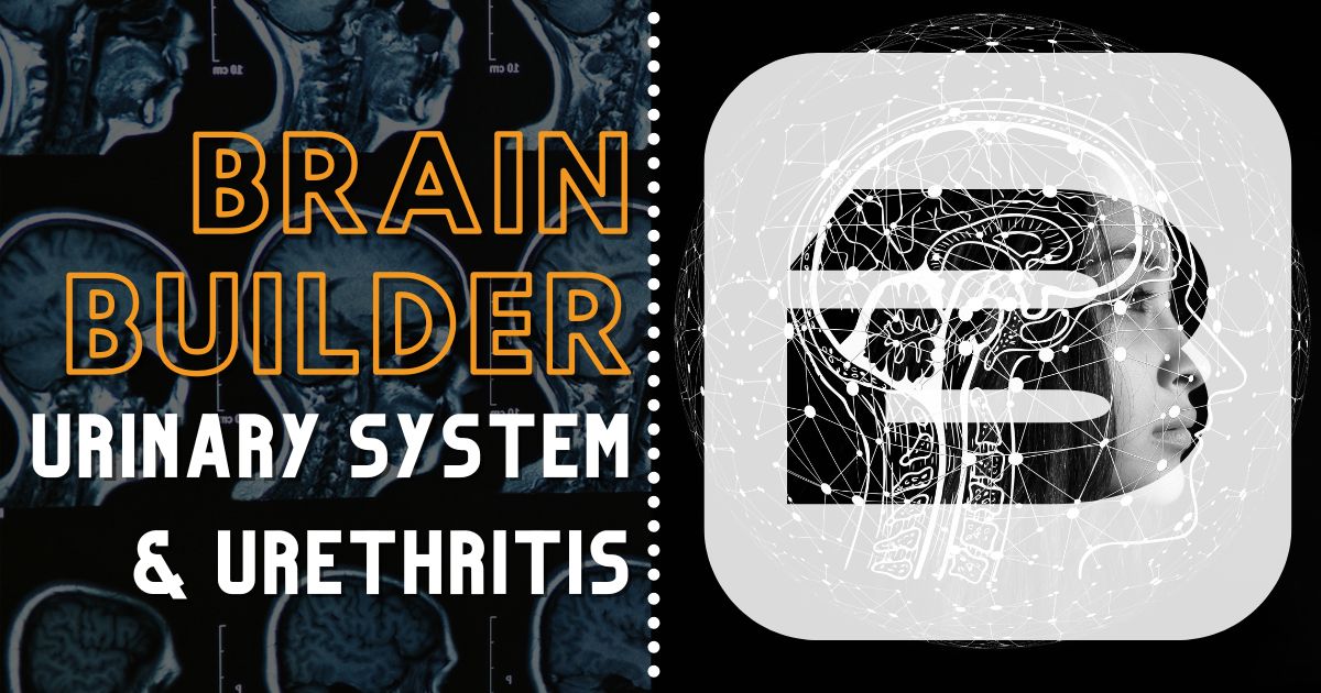 Urinary System and Urethritis Brain Builder