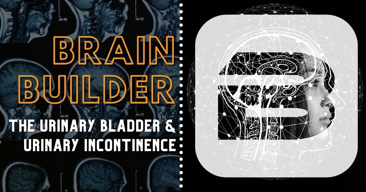 The Urinary Bladder and Urinary Incontinence
